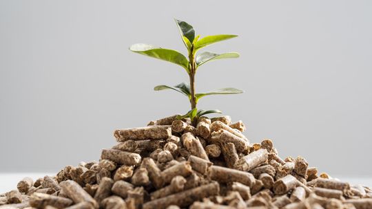 Niewiedza czy zła wola? - o fake newsach na temat pelletu